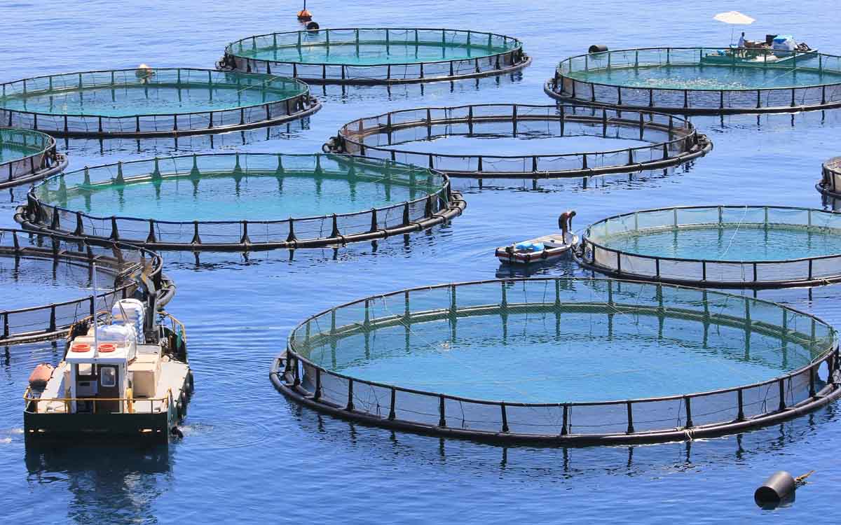 Aquaculture Equipment Stores/Shops Kampala Uganda. Agro Technology And Agricultural Mechanization Uganda. Agro Machinery Companies Uganda. Uganda's Leading Agricultural Machinery Companies: Contractors, Importers, Distributors, Suppliers, Manufacturers And Installers Of Modern Agricultural/Farm Equipment/Agri Machines And Agro Spare Parts In Uganda, East Africa, Kenya, Tanzania, South Sudan, Democratic Republic of the Congo, Rwanda, Burundi, Africa, Uganda Agro Machinery Marketing Platform, Digital Agro Machinery Expo Online. agromachineryug.com