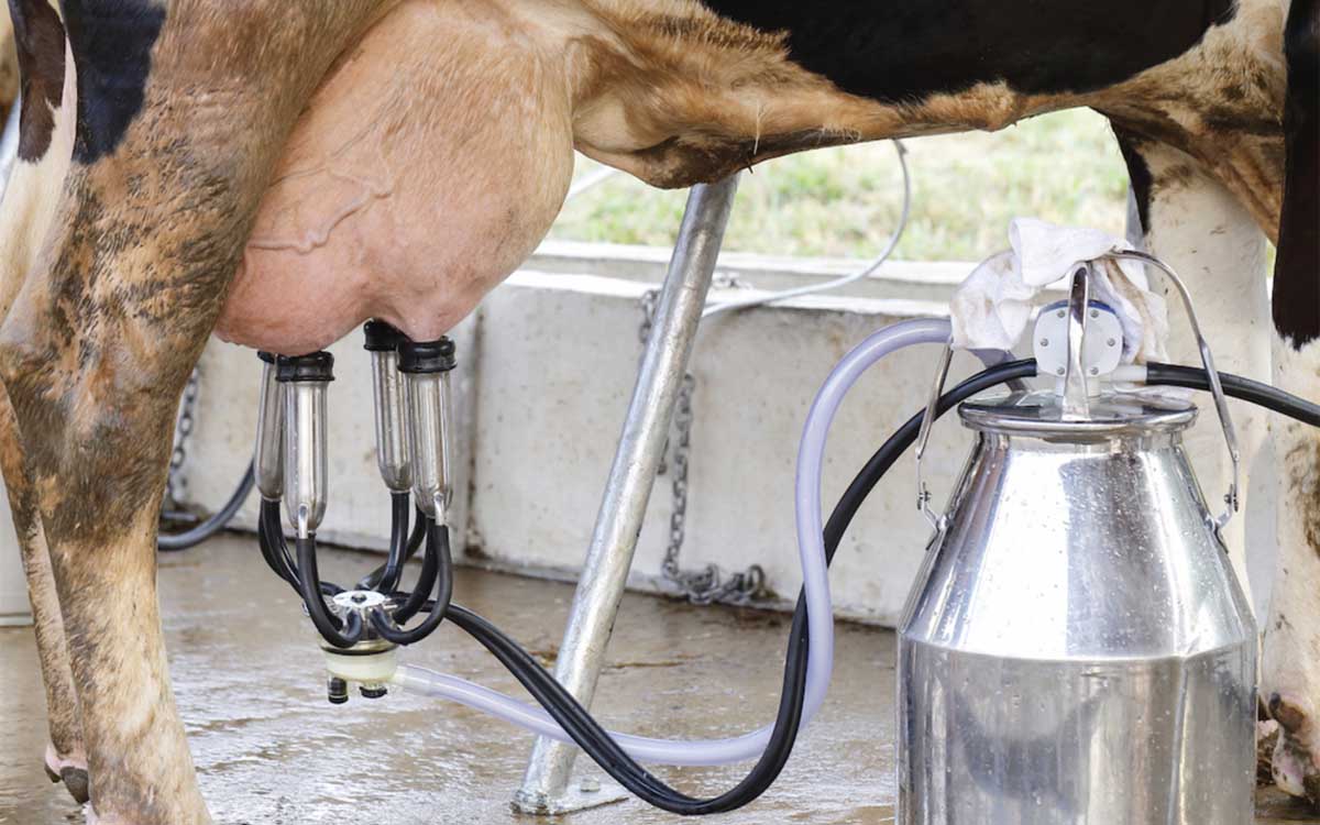 Dairy Equipment in Kampala Uganda. Agricultural Equipment/Modern Agro Tools/Farm Implements, Agro Technology And Commercial/Industrial Agricultural Mechanization Support Uganda. Uganda's Leading Agricultural Machinery Companies: Contractors, Importers, Exporters, Distributors, Suppliers, Manufacturers And Installers Of Modern Agricultural/Farm Equipment/Agri Machines, Stockists Of Agricultural Machinery Accessories And Spare Parts In Uganda, East Africa, Kenya, Tanzania, South Sudan, DRC/Congo, Rwanda, Burundi, Africa, Uganda Digital Agro Machinery Marketing Platform, Agro Machinery Expo Online. Visit: Agro Machinery Marketing Platform Uganda For Durable Agro Machinery At Good Prices. agromachineryug.com