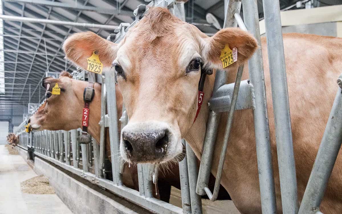 Livestock Equipment Stores/Shops Kampala Uganda. Agro Technology And Agricultural Mechanization Uganda. Agro Machinery Companies Uganda. Uganda's Leading Agricultural Machinery Companies: Contractors, Importers, Distributors, Suppliers, Manufacturers And Installers Of Modern Agricultural/Farm Equipment/Agri Machines And Agro Spare Parts In Uganda, East Africa, Kenya, Tanzania, South Sudan, Democratic Republic of the Congo, Rwanda, Burundi, Africa, Uganda Agro Machinery Marketing Platform, Digital Agro Machinery Expo Online. agromachineryug.com